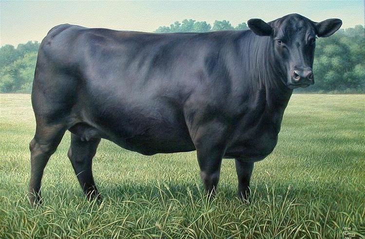 Angus cattle 1000 images about Angus Cattle on Pinterest Cow photos Cattle