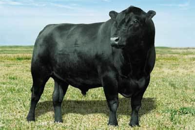 Angus cattle Angus Cattle