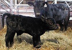 Angus cattle Angus cattle Wikipedia