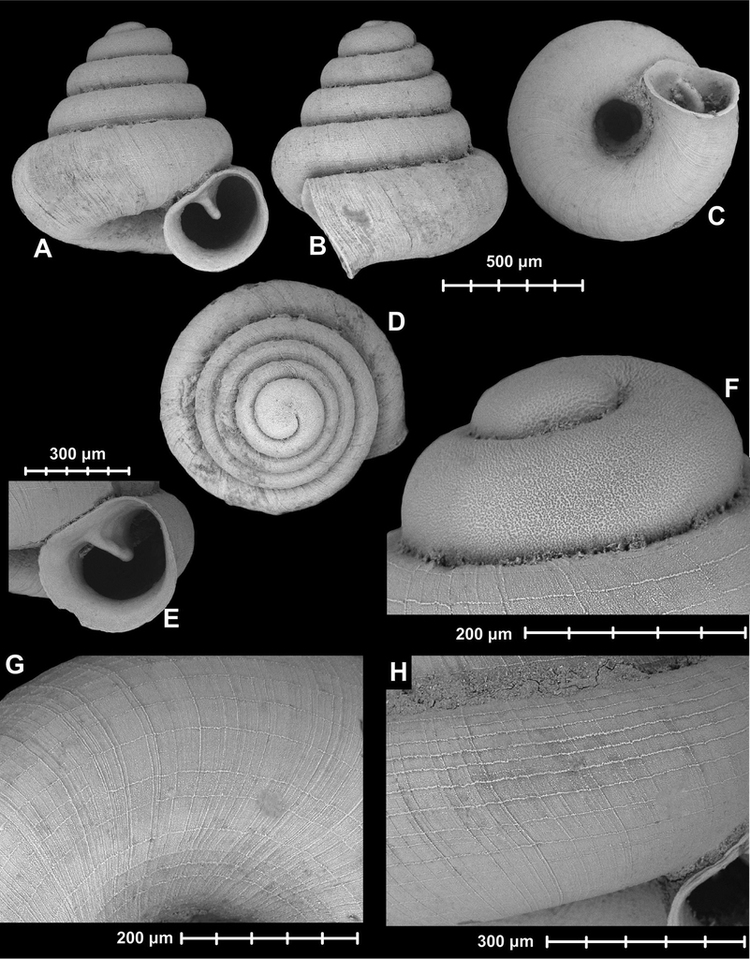 Angustopila dominikae Seven new hypselostomatid species from China including some of the