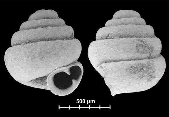 Angustopila dominikae Tiniest Snail Ever Found Could Fit Through Needle39s Eye 10 Times