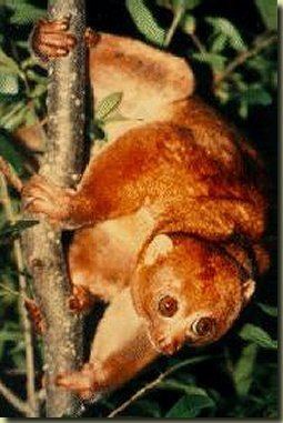 Angwantibo primatescom promsimians lorises angwantibo or golden potto