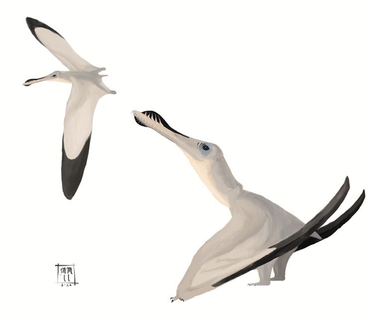 Anhanguera (pterosaur) Anhanguera pterosaur Wikipedia