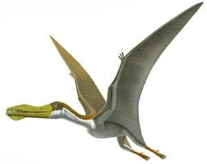 Anhanguera (pterosaur) Pterosaur Facts Habitat Size Diet Fossil and Pictures Extinct