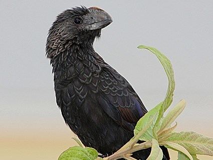 Ani (bird) Smoothbilled Ani Identification All About Birds Cornell Lab of