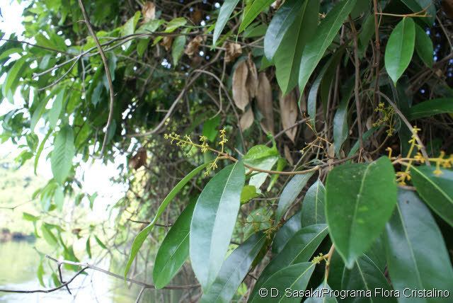 Aniba Aniba panurensis Meisn Mez Lauraceae Neotropical plant images