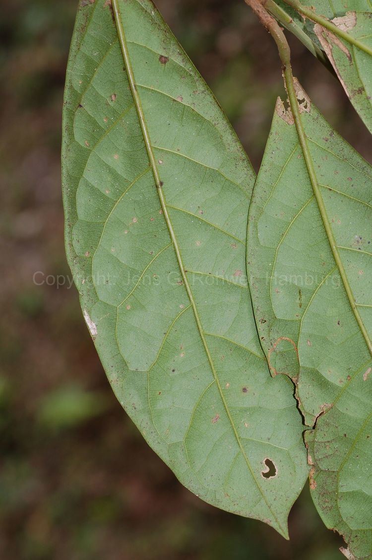 Aniba Lauraceae taxonomy Lauraceae