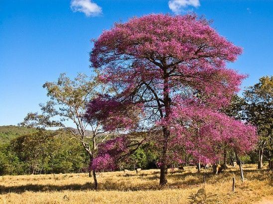 Aniba rosaeodora PauRosa Aniba rosaeodora Ducke no tronco da rvore que est o