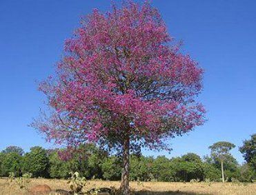 Aniba rosaeodora Aniba rosaeodora ou Pau Rosa O seu leo afrodisaco o TIME