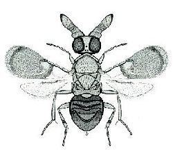 Anicetus (wasp) httpsuploadwikimediaorgwikipediacommonsthu