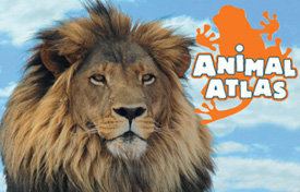 Animal Atlas - Alchetron, The Free Social Encyclopedia