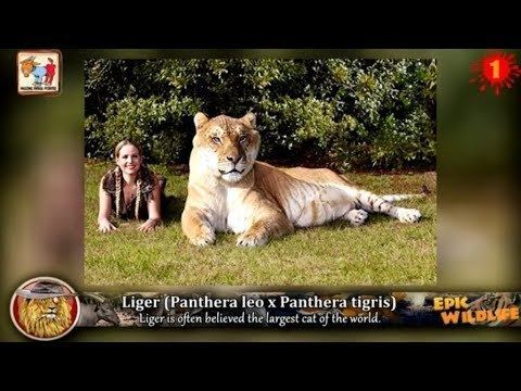 Animal 13 Amazing Animal Hybrids YouTube