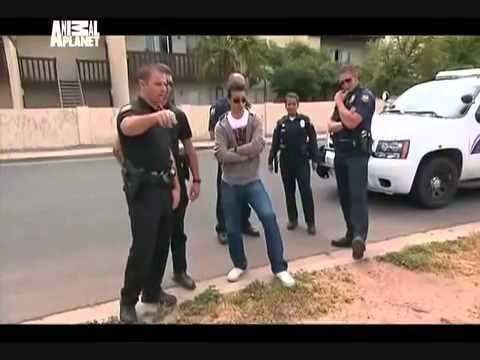 Animal Cops: Phoenix Animal Cops Phoenix Criminal Intent pt 1 YouTube