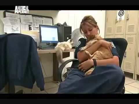 Animal Cops: Phoenix Animal Cops Phoenix Criminal Intent pt 3 YouTube