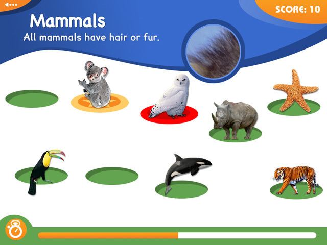 Animal Genius Animal Genius gt iPad iPhone Android Mac amp PC Game Big Fish