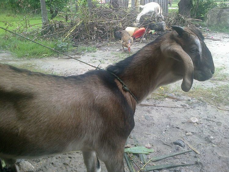 Animal husbandry in Nepal
