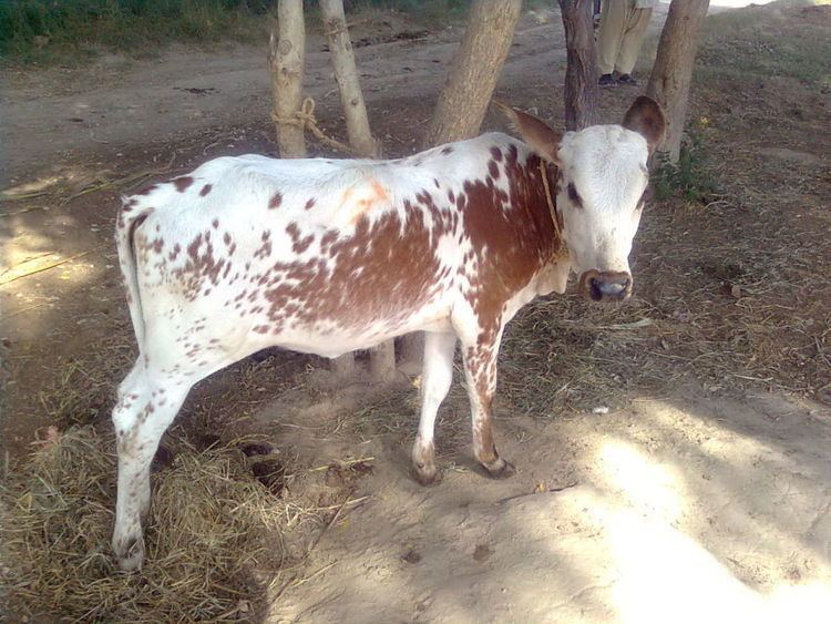 Animal husbandry in Pakistan