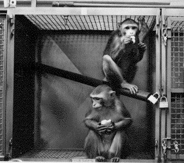 Animal testing on non-human primates