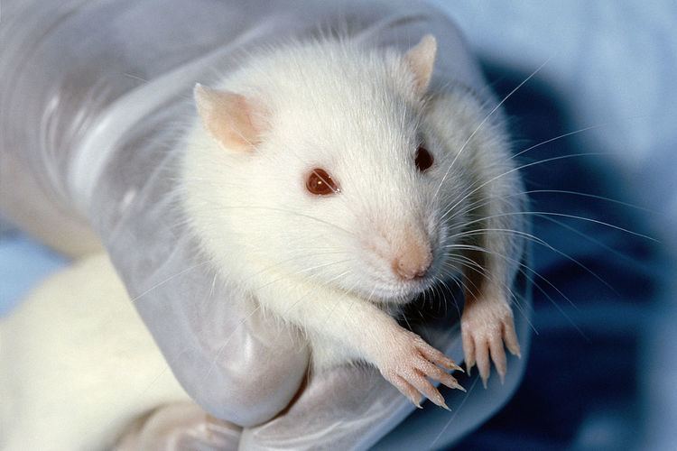 Animal testing on rodents