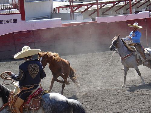 Animal treatment in rodeo