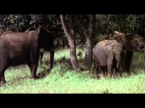 Animals Are Beautiful People Animals Are Beautiful People Original Theatrical Trailer YouTube