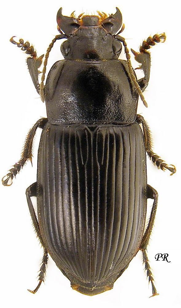 Anisodactylus Genus Anisodactylus Dejean 1829a 132 Carabidae