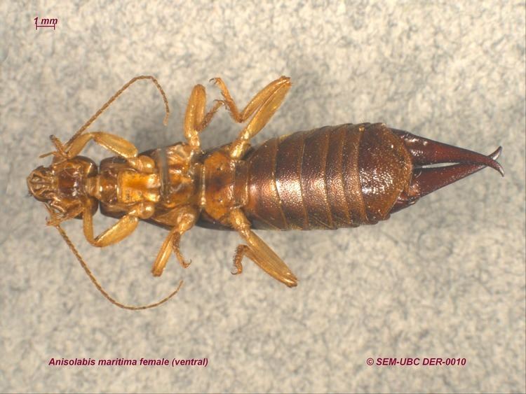 Anisolabididae Anisolabididae