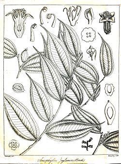 Anisophylleaceae httpsuploadwikimediaorgwikipediacommonsthu
