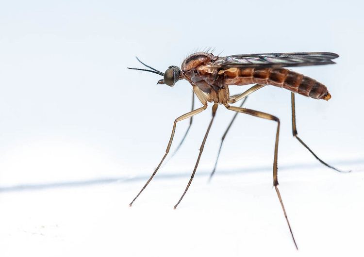 Anisopodidae Anisopodidae Sylvicola fenestralis female by stevecloke on DeviantArt