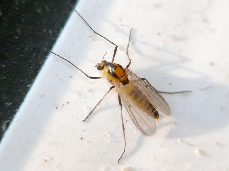 Anisopodidae FileP1020331Anisopodidaeuncertainjpg Wikimedia Commons