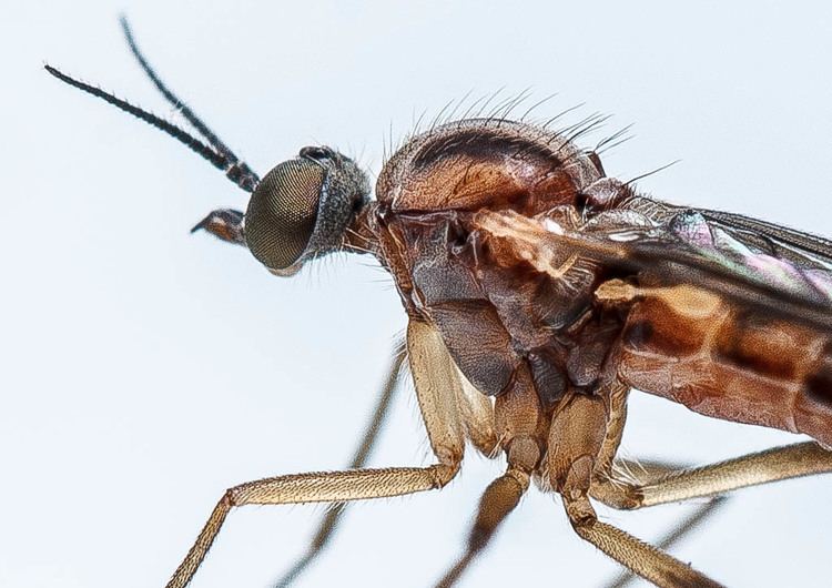 Anisopodidae Anisopodidae Sylvicola fenestralis female by stevecloke on DeviantArt