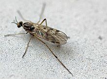 Anisopodidae httpsuploadwikimediaorgwikipediacommonsthu