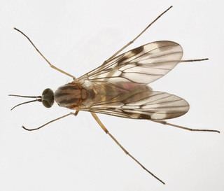 Anisopodidae Anisopodidae Wood gnats Discover Life