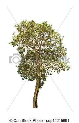 Anisoptera costata Stock Photographs of Anisoptera costata korth tree csp14215691