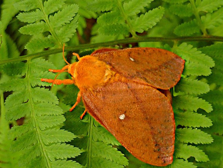 Anisota senatoria Saturniidae Anisota senatoria Orangestriped Oakworm Mo Flickr