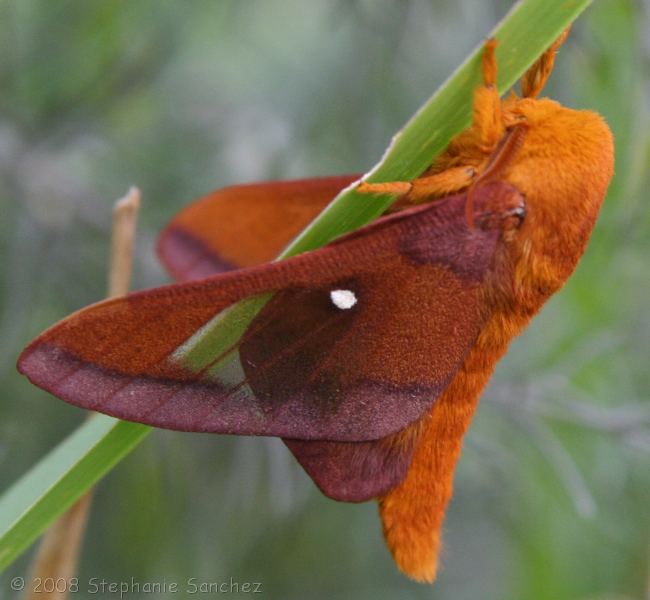 Anisota virginiensis Anisota Virginiensis Moth