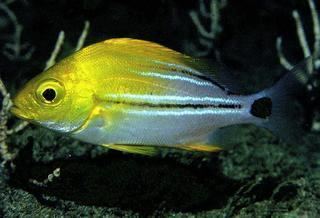 Anisotremus Anisotremus taeniatus Panama Porkfish Discover Life