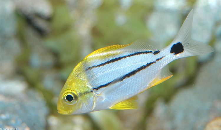 Anisotremus virginicus CalPhotos Anisotremus virginicus Porkfish