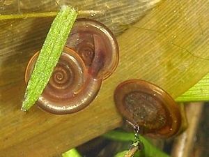 Anisus vorticulus Snails and Slugs Gastropoda