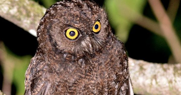 Anjouan scops owl Anjouan Scops Owl Otus capnodes Information Pictures The Owl