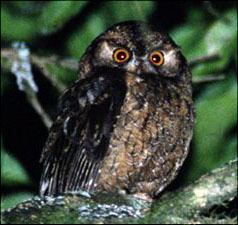 Anjouan scops owl In search of the Badanga African Bird Club