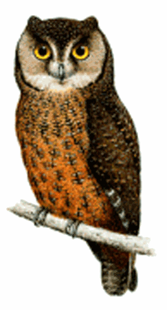 Anjouan scops owl Anjouan Scops Owl Otus capnodes All Owls of the world online guide