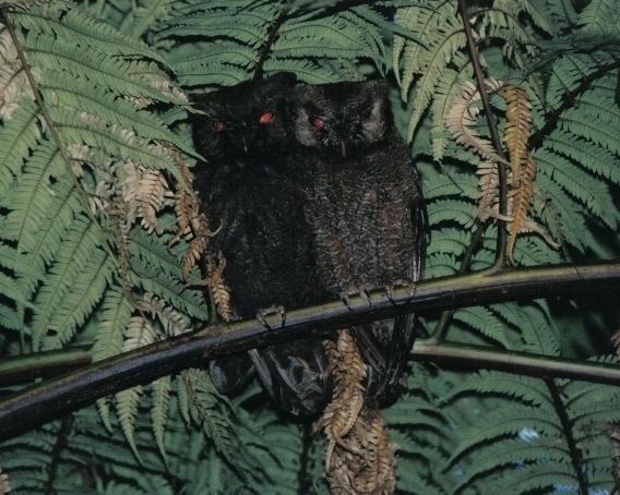 Anjouan scops owl Forgotten Species the haunting whistle of the Anjouan scopsowl