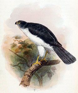 Anjouan sparrowhawk httpsuploadwikimediaorgwikipediacommonsthu