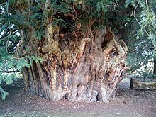 Ankerwycke Yew Ankerwycke Yew Wikipedia