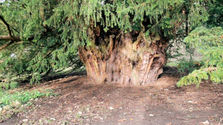 Ankerwycke Yew The Ankerwycke Yew One of Britain39s Oldest Trees BaldHiker