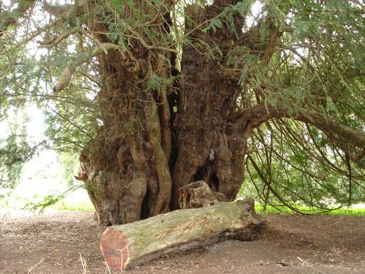 Ankerwycke Yew Ankerwycke Yew Windsor and Maidenhead England Atlas Obscura