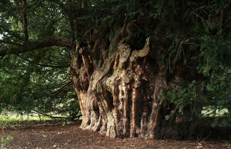 Ankerwycke Yew Runnymede Ankerwycke and Finchampstead Ridges The Ankerwycke Yew