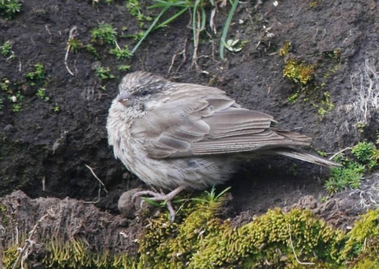 Ankober serin Ankober Serin Carduelis ankoberensis videos photos and sound