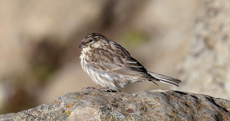 Ankober serin Birding trip Ethiopia bird photos